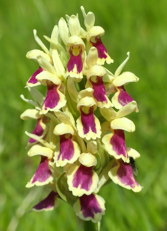 Dactylorhiza sambucina f. chusae  Parco Nazionale del Gran Sasso  giugno 2023.